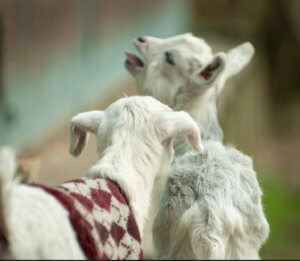 ヤギの販売 むつざわヤギ牧場