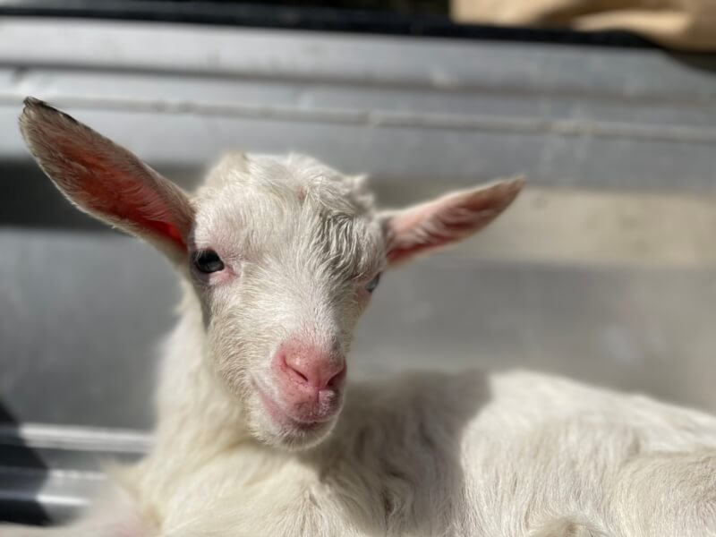 むつざわヤギ牧場